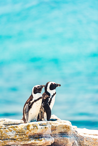 Penguin Couple Enjoying its Sunbath at Boulders Beach, South Africa