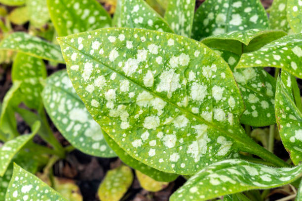 Pulmonaria 'Sissinghurst White' leaf foliage Pulmonaria 'Sissinghurst White' leaf foliage which is a spring flowering plant found in the spring flower season which is commonly known  as lungwort, stock photo image common lungwort pulmonaria officinalis stock pictures, royalty-free photos & images