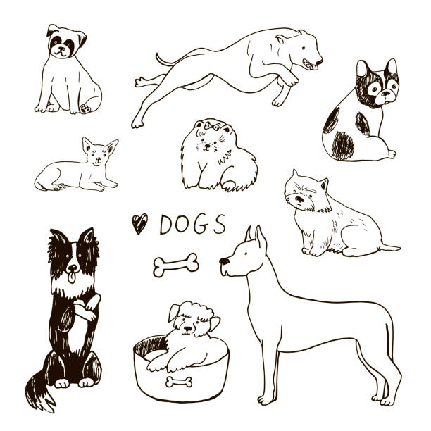 kuvapankkikuvitukset aiheesta koirat hauska lemmikkien vektorikuvat asetettu - bordercollie
