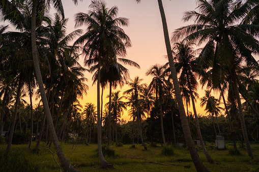 Palm tree in silhouette during sunset