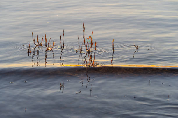Dry reeds in the water lit by evening sunlight on the river shore. Golden wave and circles on the water