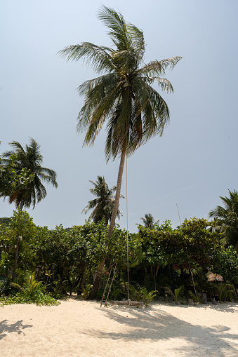 Rope swing on the palm tree, at the beach