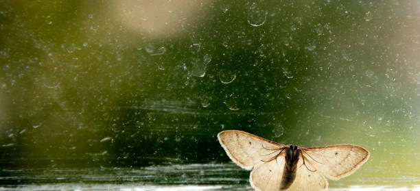 istock Night butterfly on the window looks inside 1398278340