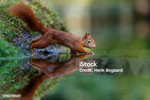 istock Eurasian red squirrel in the forest 1398278469