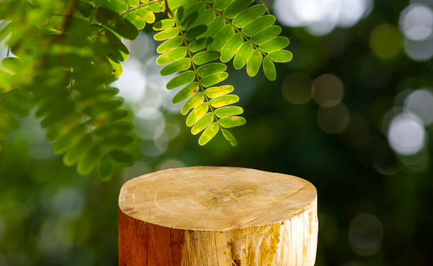 istock River tamarind (Leucaena leucocephala) green leaves with bokeh background 1398278579