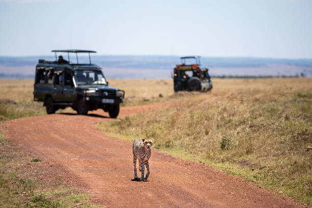 Cheetah walks along a dirt track in the Masai Mara. Tourist vehicles are parked behind with unidentifiable tourists watching. stock photo