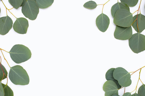 istock Green leaves of eucalyptus on white 1398279635
