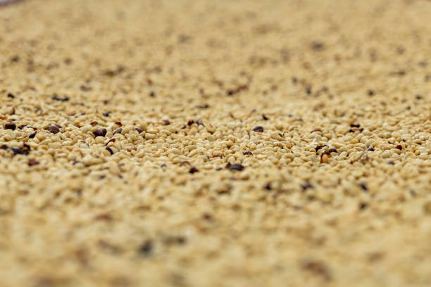 Washed arabica green coffee beans after harvest, ready to be roasted, Colombia, South America