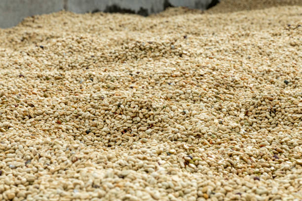 Washed arabica green coffee beans after harvest, ready to be roasted, Colombia, South America
