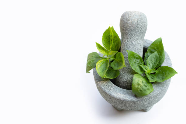 Sweet basil leaves in rock mortar with pestle on white background.
