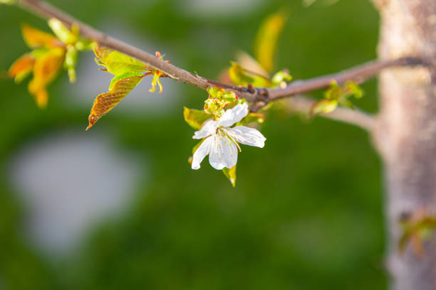 beautiful spring flower buds on a tree against the sky