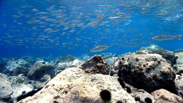 istock Fish In the shallow blue reef 1398280718