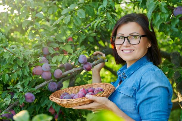 женщина собирает спелые сливы с дерева в корзину - plum eating women fruit стоковые фото и изображения