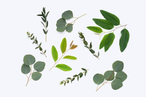 istock Green leaves of eucalyptus on white 1398281116