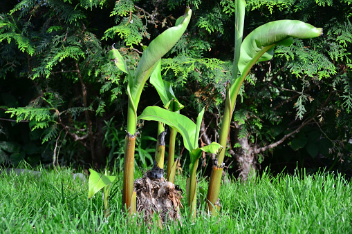 Banana plant in the garden sprouts again