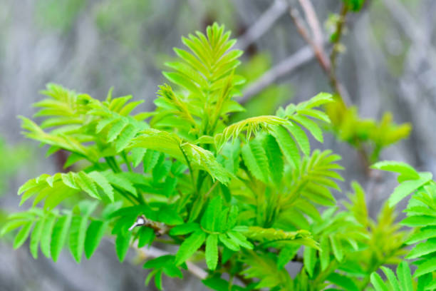 Rhus typhina in springtime