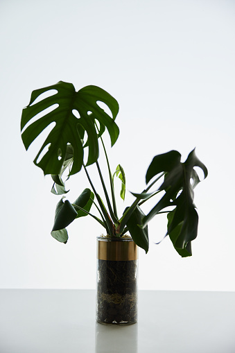 Studio shot of a Monstera plant in a vase sitting on a table against a white background