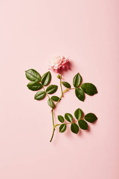 istock Vibrant single rose on a pink background with soft shadow 1398283156