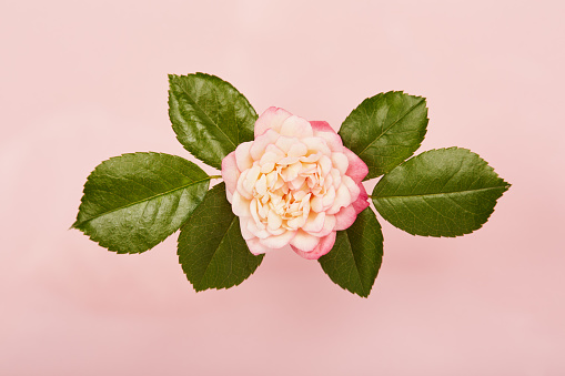 Vibrant single rose on a pink background with green leaves