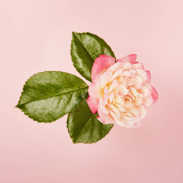 istock Vibrant single rose on a pink background with green leaves 1398283188
