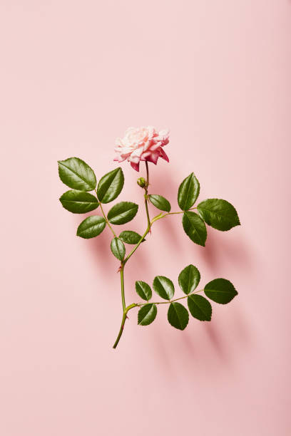 istock Vibrant single rose on a pink background with soft shadow 1398283203