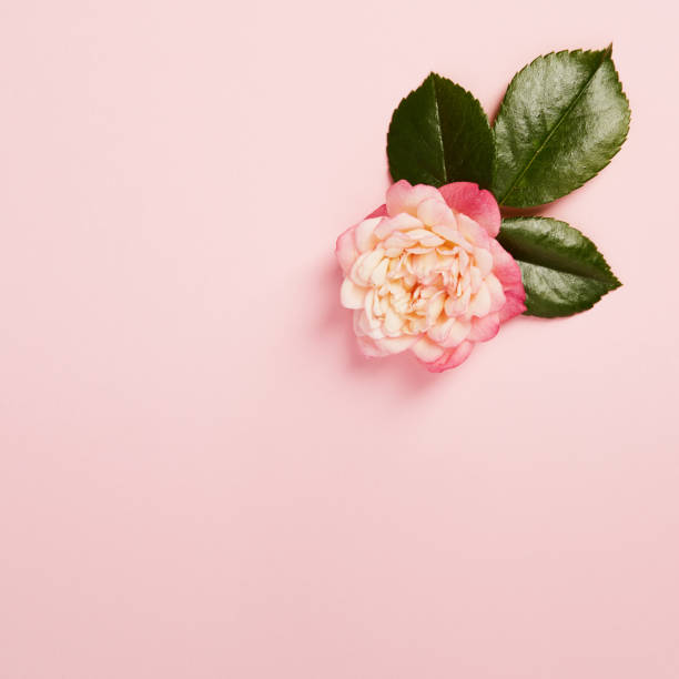 istock Vibrant single rose on a pink background with green leaves 1398283211