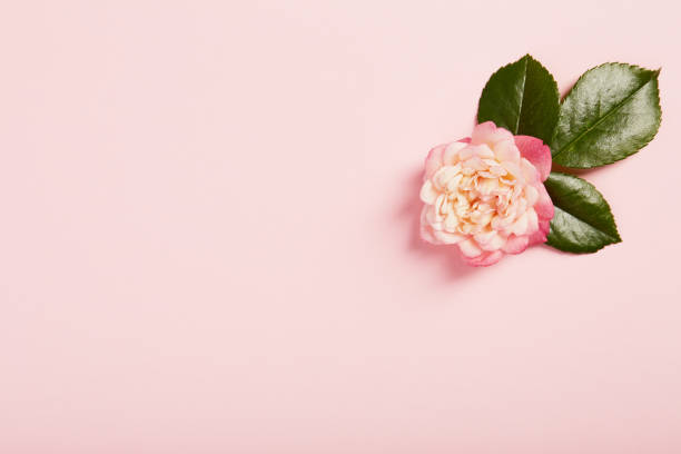 istock Vibrant single rose on a pink background with green leaves 1398283235