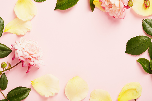 Beautiful yellow roses, petals, ribbon and blank card on white background, flat lay. Space for text