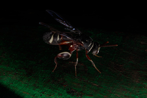 Macro Extreme Close-Up of a Parasitoid Wood Wasp or Aphid Wasp (Pemphredoninae). Guarding Near its nest. Black Background, Copy space, Bhadrak, Odisha, India