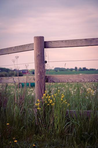 Summer flowers growing next to wooden electric fence around pasture in Skåne Sweden