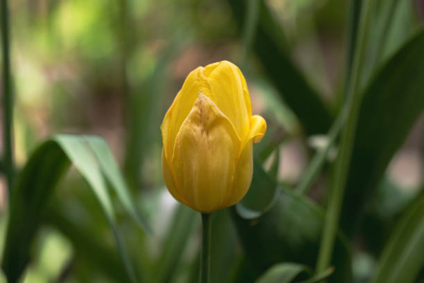 Yellow Tulip In A Meadow With Green Grass
