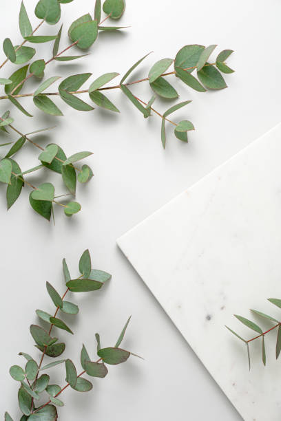 istock Marble podium and green eucalyptus branches on light grey background top view. Fresh spring layout for product advertising. Natural materials flat lay. Eco concept. Copy space for text 1398286096