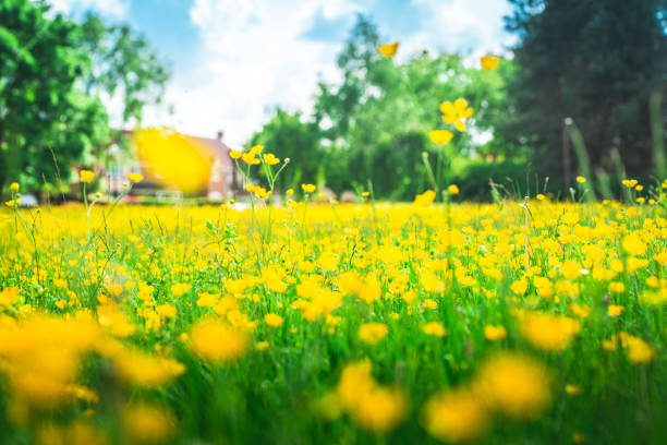 Field of Yellow Buttercups Blossoming, Milton Keynes, UK