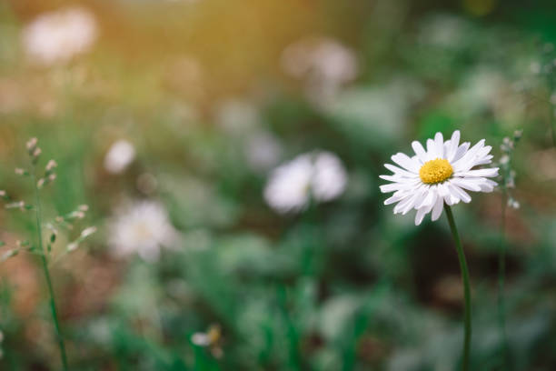 istock summer background with chamomile flowers and green background 1398287014
