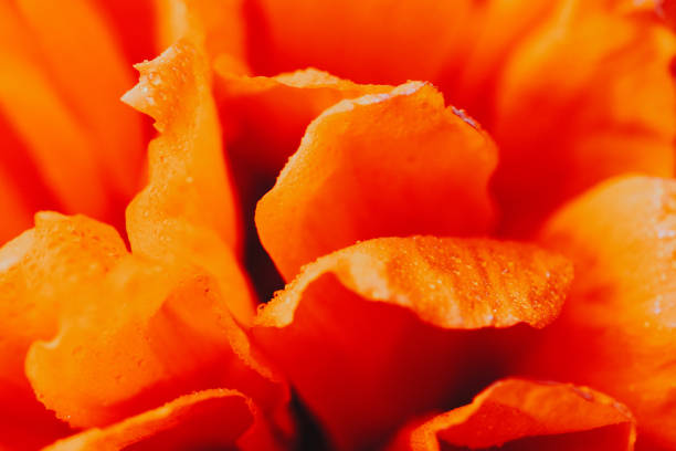 Macro of red poppy petals with water drop