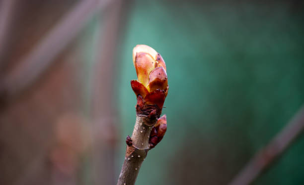 馬の栗の芽。咲き誇る木のつぼみがクローズアップ。 - chestnut close up close to macro ストックフォトと画像