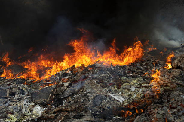 istock Fire in forest. Ignition of grass. Fire and smoke. Damage to environment. 1398287651