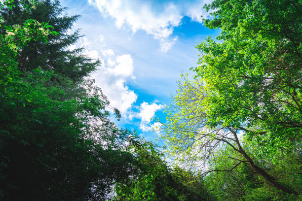 istock Blue sky and clouds and fresh green 1398287702