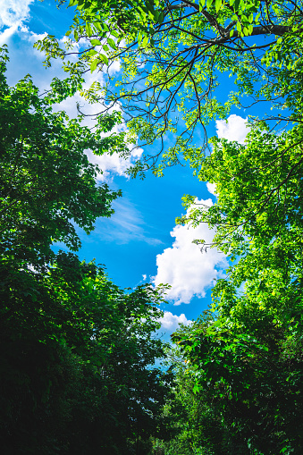 Blue sky and clouds and fresh green