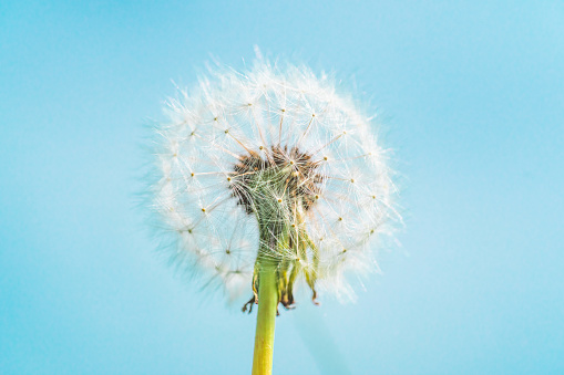 Dandelion fluff close-up