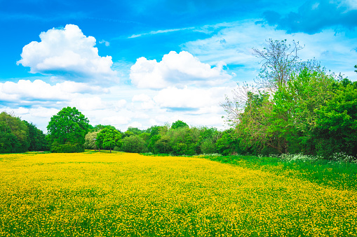 Field of Yellow Buttercups Blossoming