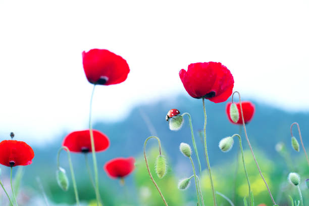 Bright scarlet flowers poppies and ladybug in outdoors close-up macro in nature.