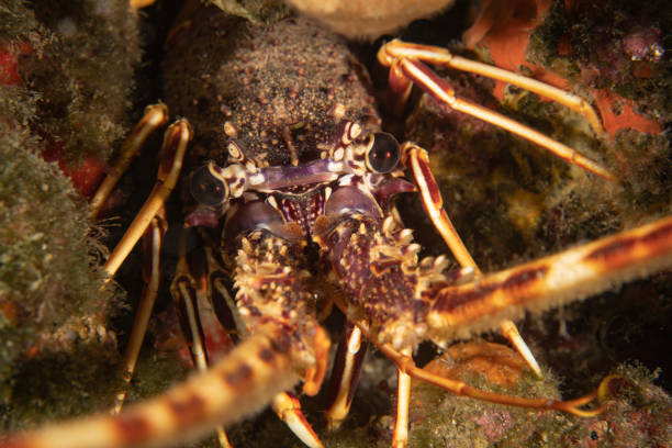 istock Mediterranean Spiny Lobster in Underwater 1398288707