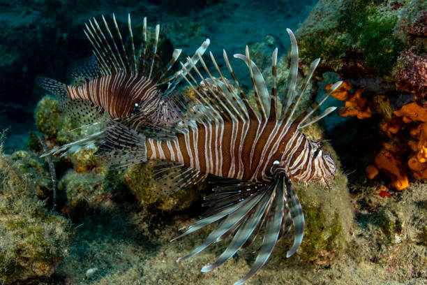 istock two lionfish roaming the reef 1398288731