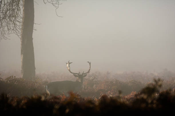 istock Silhouetted Fallow Deer stag during the annual deer rut in London's Parks 1398288812