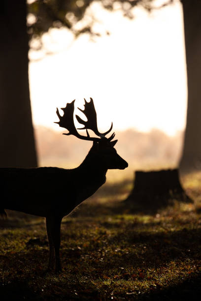 istock Silhouetted Fallow Deer stag during the annual deer rut in London's Parks 1398288832
