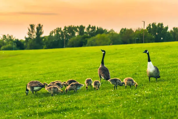 Photo of Adult Canada goose tends to goslings on grassy lawn
