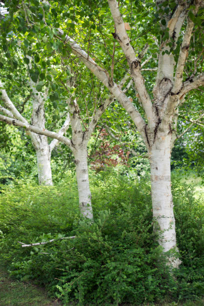 birch tree trunk in a public garden - silver birch tree imagens e fotografias de stock
