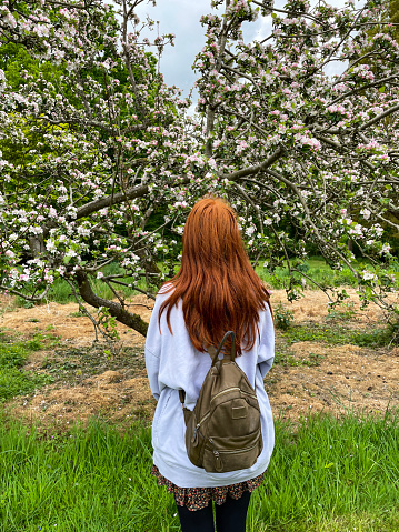 Stock photo showing an apple orchard in the spring, pictured against a cloudy sky. The apple trees (Malus) are covered in white blossom ready to be pollenated.