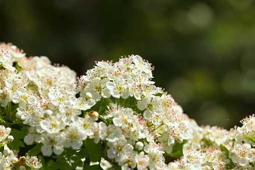 Close up of a field hedge made of hawthorn, in full blossom in late Spring.